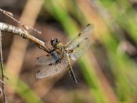 Vierfleck Libelle Männchen